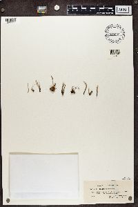 Cladonia decorticata image