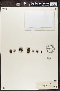 Cladonia subcariosa image