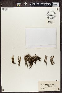 Cladonia squamosa image