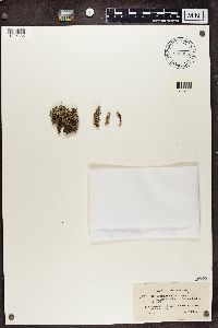 Cladonia squamosa image