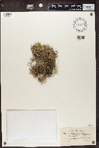 Cladonia furcata image