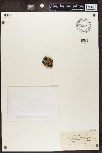 Cladonia symphycarpia image