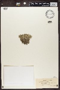 Cladina arbuscula subsp. mitis image