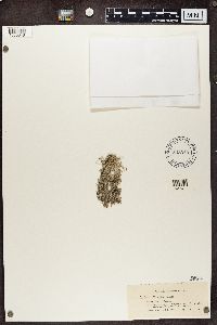 Cladina arbuscula subsp. mitis image