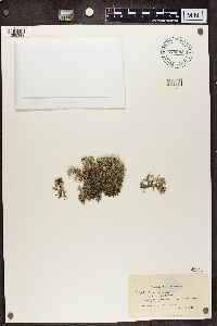 Cladina arbuscula subsp. mitis image