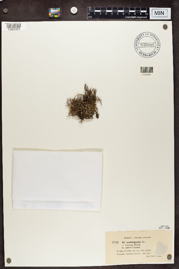 Cladonia scabriuscula image