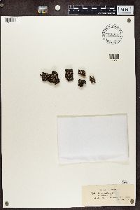 Cladonia pyxidata image