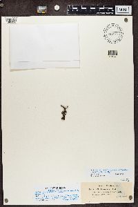 Cladonia chlorophaea image