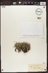 Cladina arbuscula subsp. mitis image