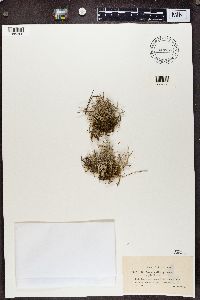 Cladonia furcata image