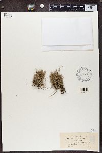 Cladonia scabriuscula image