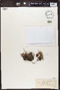 Cladonia scabriuscula image