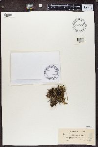 Cladonia phyllophora image