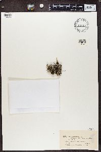 Cladonia phyllophora image