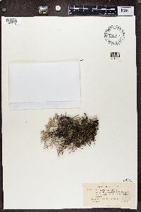 Cladonia rangiferina image
