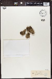 Cladonia incrassata image