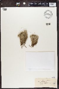 Cladina arbuscula subsp. mitis image