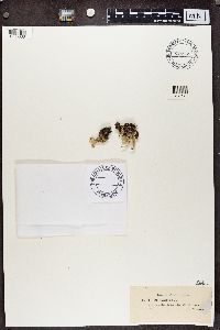 Cladonia digitata image