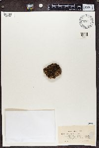 Cladonia gracilis image