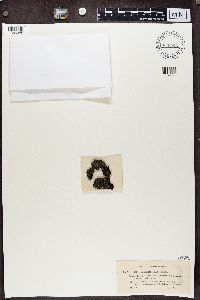 Pycnothelia papillaria image