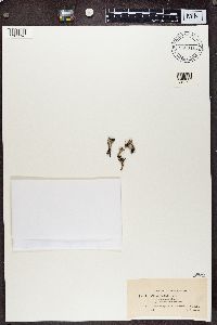 Cladonia verticillata image