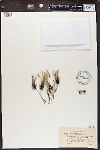 Cladonia subulata image