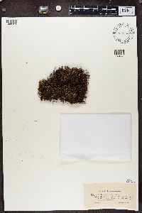 Cladonia furcata image