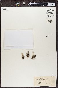 Cladonia fimbriata image