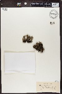 Cladonia phyllophora image