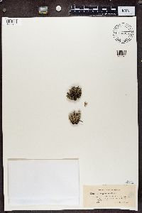 Cladonia phyllophora image