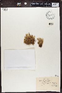 Cladonia uncialis image