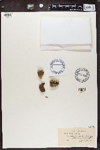 Cladonia botrytes image