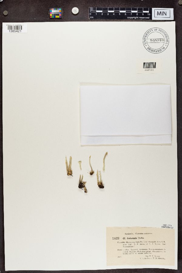 Cladonia deformis image