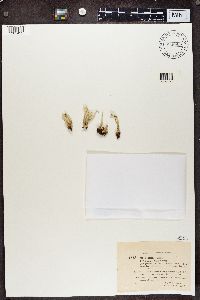 Cladonia sulphurina image