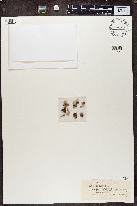 Cladonia botrytes image