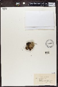 Cladonia uncialis image