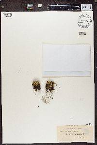 Cladonia uncialis image