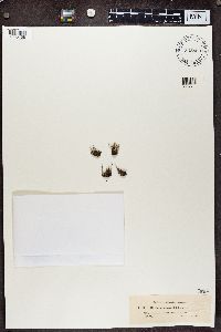 Cladonia decorticata image