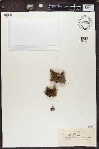 Cladonia uncialis image