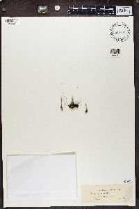 Cladonia deformis image