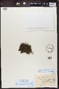 Cladonia grayi image