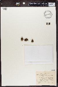 Pycnothelia papillaria image