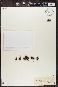 Cladonia subcariosa image