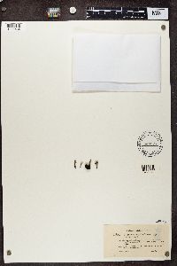 Cladonia pleurota image