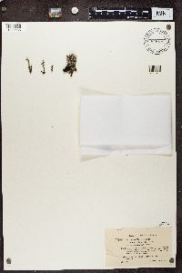 Cladonia gracilis image