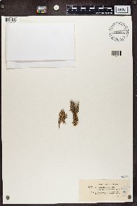 Cladonia crispata image