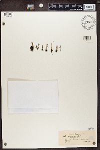 Cladonia verticillata image