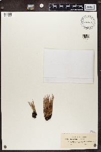 Cladonia cornuta image