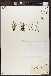 Cladonia cornuta image