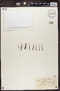 Cladonia phyllophora image